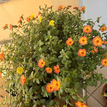 Il Melograno Διαμέρισμα *