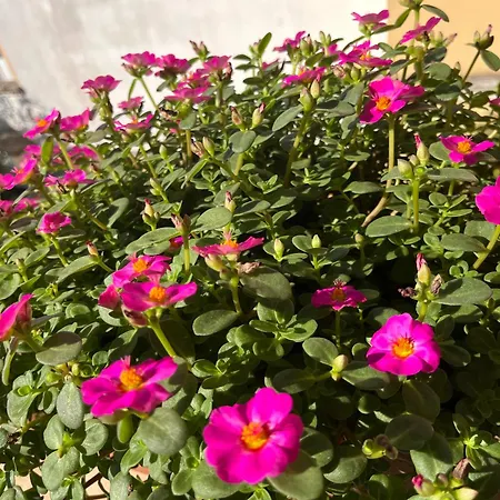 Il Melograno Tricase