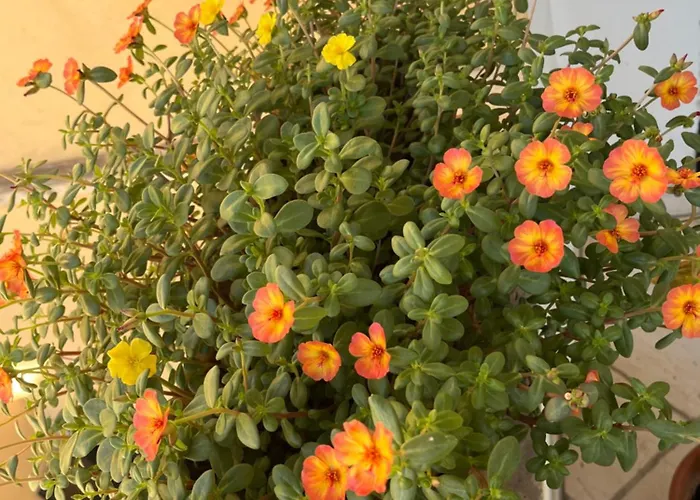 Il Melograno Lägenhet *